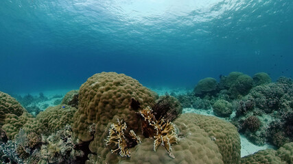 Tropical fishes and coral reef underwater. Hard and soft corals, underwater landscape. Philippines.