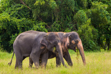 Fototapeta na wymiar Two elephants standing and eating grass.