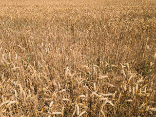 field of wheat