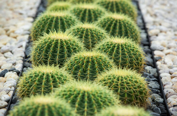Cactus displayed in the garden of many colors