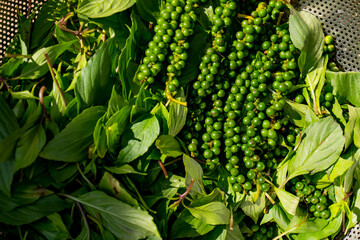 Green pepercorn on leaf background