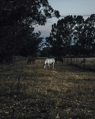 horses eating grass in the forest, white horse, brown horse