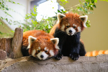 red panda twins
