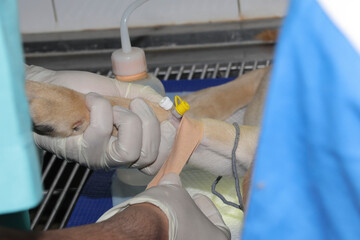 An intravenous cannula placed in a dog