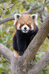 red panda Jazz