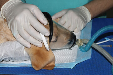 A Labrador retriever puppy recieving anesthesia