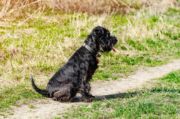 Small black dog breed Miniature Schnauzer on a walk in nature on a green grass background