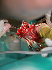 A Veterinary surgeon removes a tumor