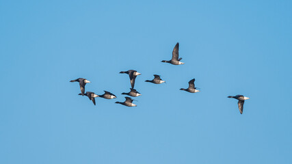 Brent Geese  in flight, Brent Goose, Branta bernicla in Devon in England, Europe