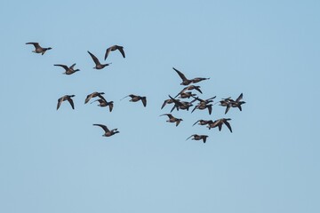 Brent Geese  in flight, Brent Goose, Branta bernicla in Devon in England, Europe