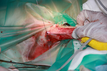 A Veterinary surgeon placing closing sutures