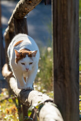 Katze läuft auf Sprosse eines Holzgeländers