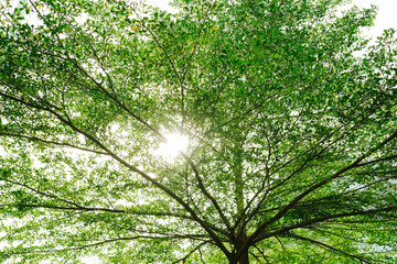 green leaves background