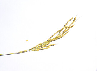 Ears of rice isolated on white background