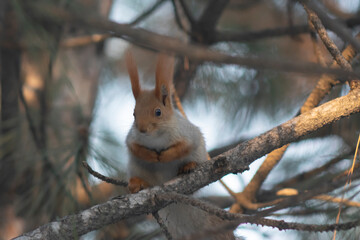 The squirrel is sitting on a branch. Pine forest.