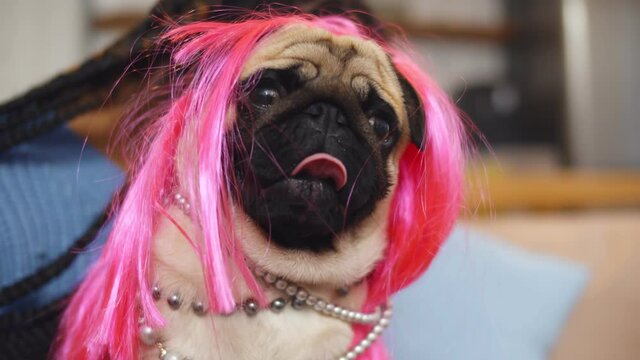 Close up portrait of funny pug dog wearing pink wig and accessories