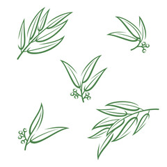 Eucalyptus set. Collection icon eucalyptus. Vector
