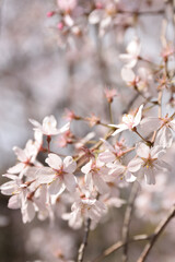 Obraz premium 桜