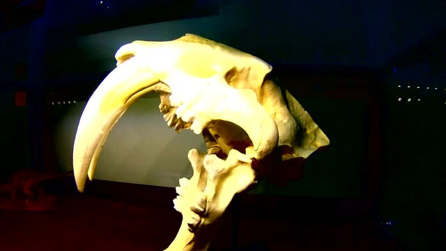 The skull of a prehistoric Sabretooth Tiger on display.