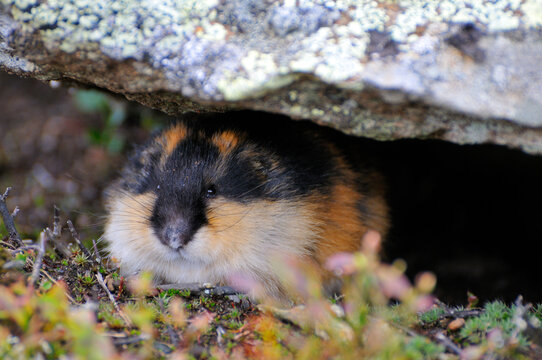 Berglemming in Herbst in der Tundra in Schweden