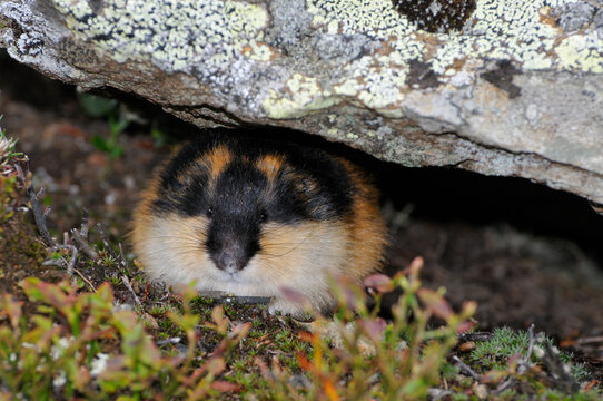 Berglemming in Herbst in der Tundra in Schweden