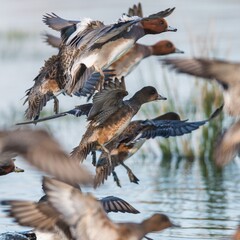 Eurasian Wigeon, Mareca penelope birds in flight in environment