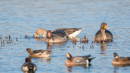 Greylag Geese, Greylag Goose, Anser anser in environment
