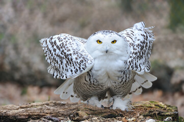 Schnee-Eule ( Bubo scandiacus )