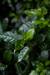 Detalle macro de hojas verdes en bosque