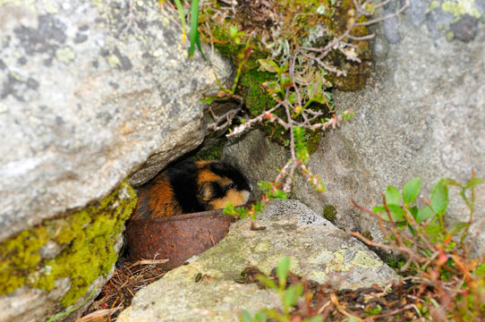 
Berglemming in Herbst in der Tundra in Schweden in einer Blechb&uuml;chse