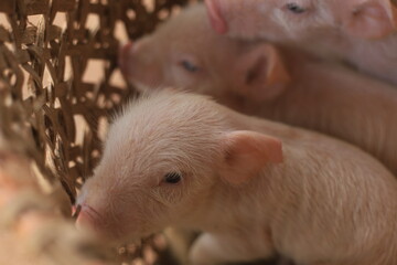 grupo de cerditos bebes