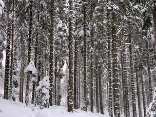 Fototapeta premium Winter in Hinterzarten im Schwarzwald