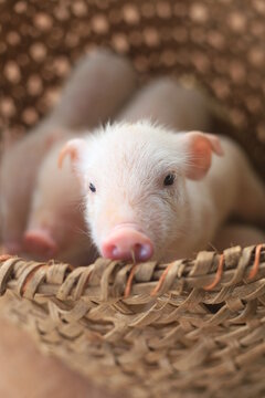 Close up de cerdito en cesta