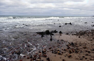The remains of relict trees on the beach, the town of Zelenogradsk, Kaliningrad region, Russia