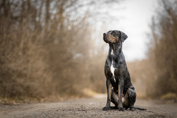 Catahoula Leopard Dog sitting in nature