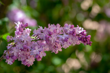 Obraz na płótnie Canvas Syringa vulgaris violet purple flowering bush, groups of scented flowers on branches in bloom, common wild lilac tree