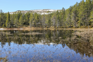 Spring flood