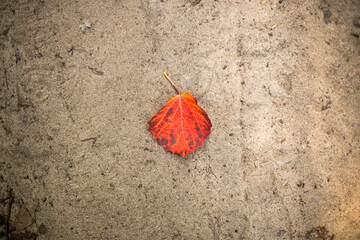 Red lonely leaf on the sand in the forest