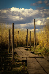 Wooden path over a swamp