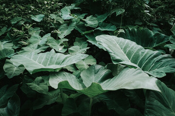 Talas or colocasia esculenta with natural background in the garden