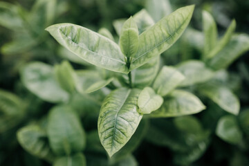close up of leaves nature