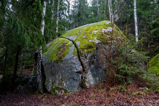 Wilderness woodland scene. A large boulder stone with a deep crack covered with moss.