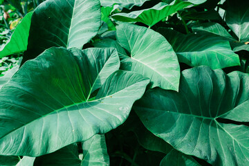 Caladium with natural background in the garden