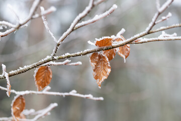 Natur im Winter mit vereisten Pflanzen bei kaltem Wetter