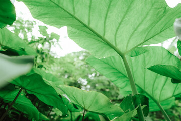 Talas or colocasia esculenta with natural background in the garden