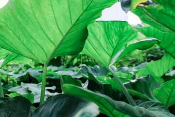 Talas or colocasia esculenta with natural background in the garden