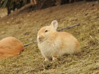 子うさぎ,日本,広島県大久野島,うさぎ島