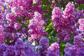 bush with purple lilac closeup