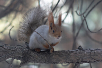 Close up of a squirrel sitting on a pine branch.