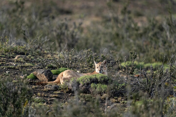 The Cougar (Puma concolor)